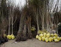 توزیع رایگان نهال در طرح کاشت یک میلیارد درخت