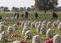 مشکل پیازکاران نشان داد که اجرای الگوی کشت ضروری است
