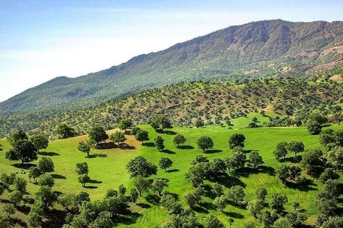 شناسایی ۶ میلیون هکتار عرصه مستعد توسعه جنگل