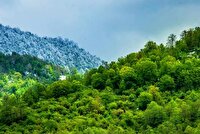 استفاده از راهکار‌های نوین ضرورت حفاظت از جنگل‌ها