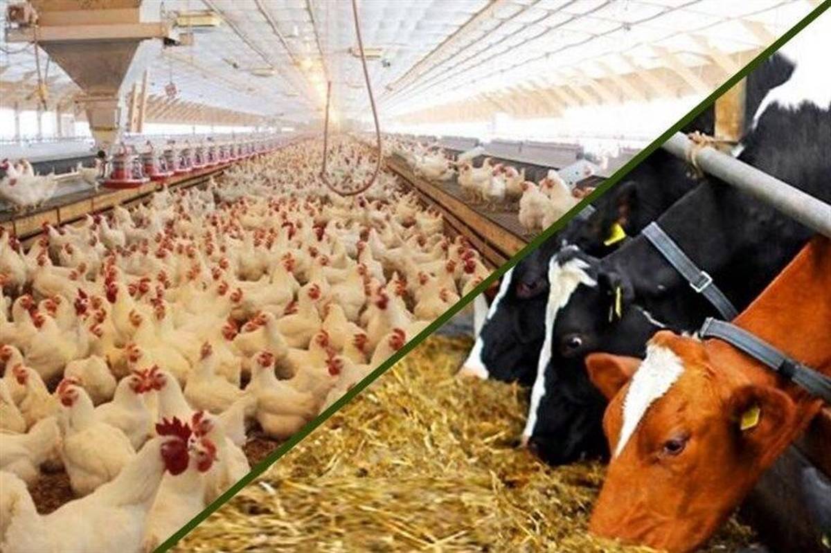 افزایش بهره وری با استفاده از خوراک آماده دام و طیور