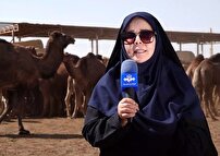 خودکفایی در تامین گوشت با پرورش شتر
