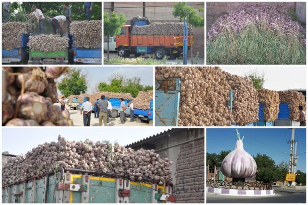 جشنواره سیر تیمورلو، الگویی از کشاورزی مقاوم و اقتصادی پویا