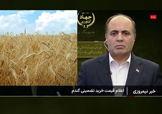 نوری: دولت همه مزارع گندم را بیمه می کند