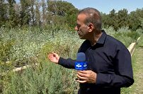 سومین سال طرح کاشت یک میلیارد درخت